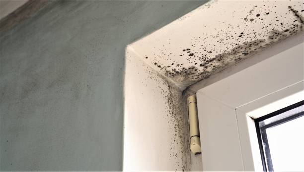 Best Environmental Consulting for Mold Prevention  in Avalon, PA