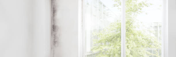 Best Post-Construction Mold Inspection  in Avalon, PA