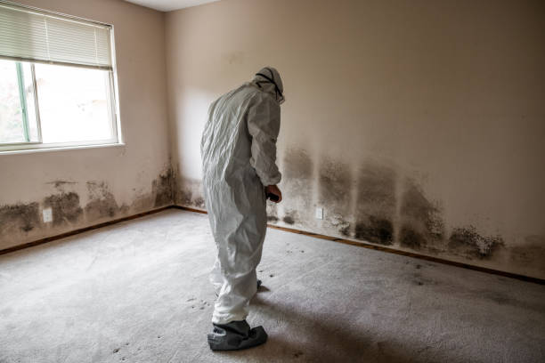Best Industrial Mold Remediation  in Avalon, PA